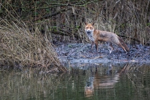 thijs-schouten-canon-eos-r3-51