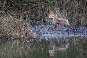 thijs-schouten-canon-eos-r3-51 thijs-schouten-canon-eos-r3-51