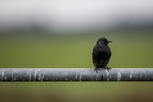 Canon-eos-r5-review-30 Canon-eos-r5-review-30