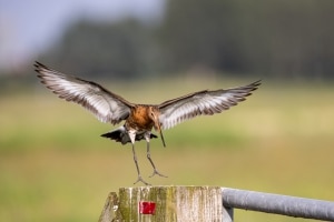 thijs-schouten-eos-r5-3 thijs-schouten-eos-r5-3