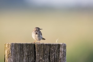 thijs-schouten-eos-r5-4 thijs-schouten-eos-r5-4