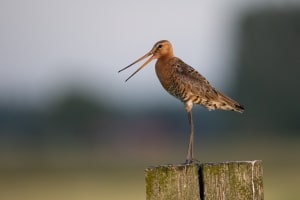 thijs-schouten-eos-r5-5 thijs-schouten-eos-r5-5