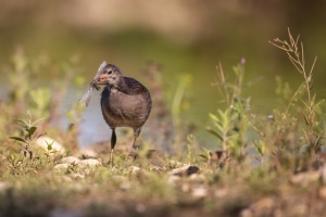 thijs-schouten-eos-r5-6 thijs-schouten-eos-r5-6