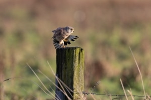 thijs-schouten-eos-r5-8 thijs-schouten-eos-r5-8