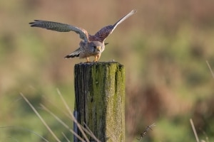 thijs-schouten-eos-r5-9 thijs-schouten-eos-r5-9