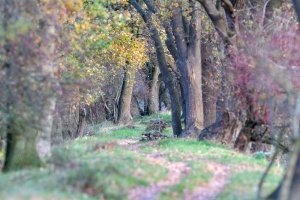 tsf-r6-mark-iii-review-0001 tsf-r6-mark-iii-review-0001