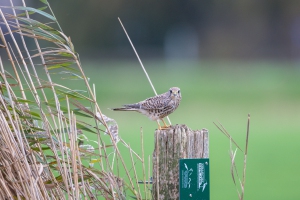 tsf-r6-mark-iii-review-0148 tsf-r6-mark-iii-review-0148