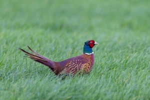 tsf-r6-mark-iii-review-0238 tsf-r6-mark-iii-review-0238