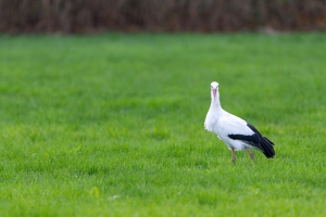 tsf-r6-mark-iii-review-0594 tsf-r6-mark-iii-review-0594