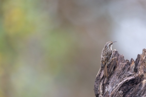 tsf-r6-mark-iii-review-0926 tsf-r6-mark-iii-review-0926