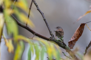 tsf-r6-mark-iii-review-0942 tsf-r6-mark-iii-review-0942