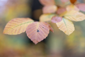 tsf-r6-mark-iii-review-2-20 tsf-r6-mark-iii-review-2-20