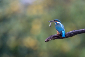 tsf-r6-mark-iii-review-4375 tsf-r6-mark-iii-review-4375