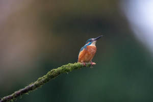 tsf-r6-mark-iii-review-5848 tsf-r6-mark-iii-review-5848