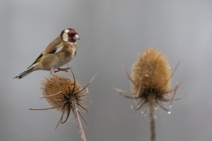 thijs-schouten-fotografie-11 thijs-schouten-fotografie-11