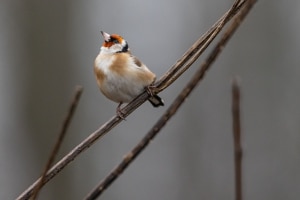 thijs-schouten-fotografie-16