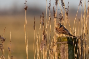 thijs-schouten-fotografie-20