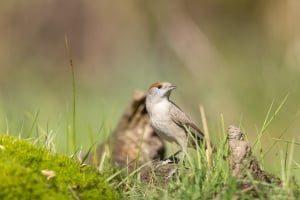 tsf-canon-eos-r8-testfotos-1 tsf-canon-eos-r8-testfotos-1