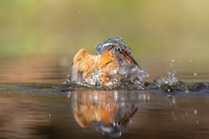 tsf-canon-eos-r8-testfotos-2 tsf-canon-eos-r8-testfotos-2