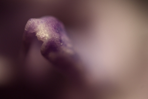 Closeup bloem Closeup bloem