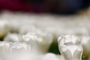 Witte tulpen Witte tulpen