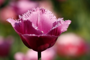 Tulp Tulp