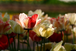 Tulp in de zon