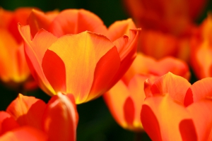 Oranje tulp