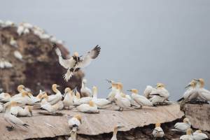 thijs-schouten-helgoland-1 thijs-schouten-helgoland-1