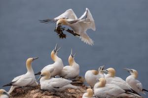 thijs-schouten-helgoland-10 thijs-schouten-helgoland-10
