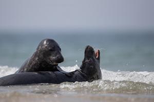 thijs-schouten-helgoland-13 thijs-schouten-helgoland-13