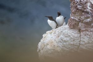 thijs-schouten-helgoland-14 thijs-schouten-helgoland-14