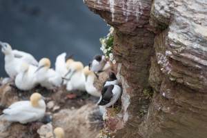 thijs-schouten-helgoland-15 thijs-schouten-helgoland-15