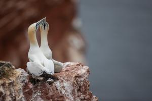 thijs-schouten-helgoland-16 thijs-schouten-helgoland-16