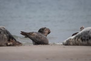 thijs-schouten-helgoland-17 thijs-schouten-helgoland-17