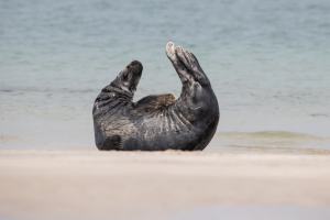 thijs-schouten-helgoland-19 thijs-schouten-helgoland-19