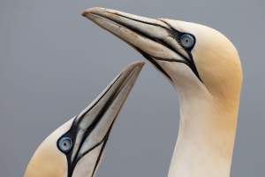 thijs-schouten-helgoland-2 thijs-schouten-helgoland-2