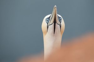thijs-schouten-helgoland-21 thijs-schouten-helgoland-21