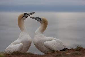 thijs-schouten-helgoland-22 thijs-schouten-helgoland-22