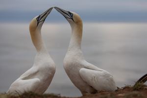 thijs-schouten-helgoland-23