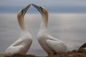 thijs-schouten-helgoland-23 thijs-schouten-helgoland-23