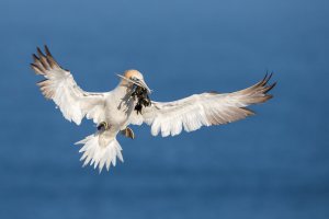 thijs-schouten-helgoland-24 thijs-schouten-helgoland-24