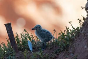 thijs-schouten-helgoland-25 thijs-schouten-helgoland-25