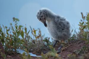 thijs-schouten-helgoland-26 thijs-schouten-helgoland-26