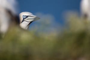 thijs-schouten-helgoland-27 thijs-schouten-helgoland-27