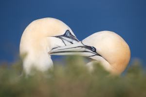 thijs-schouten-helgoland-28 thijs-schouten-helgoland-28