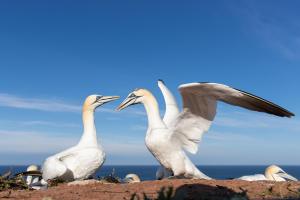 thijs-schouten-helgoland-29 thijs-schouten-helgoland-29