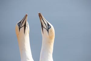 thijs-schouten-helgoland-3 thijs-schouten-helgoland-3