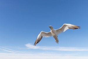 thijs-schouten-helgoland-30 thijs-schouten-helgoland-30