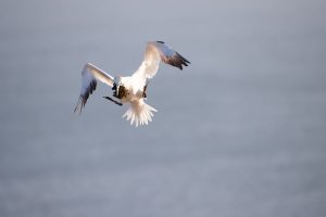 thijs-schouten-helgoland-4 thijs-schouten-helgoland-4